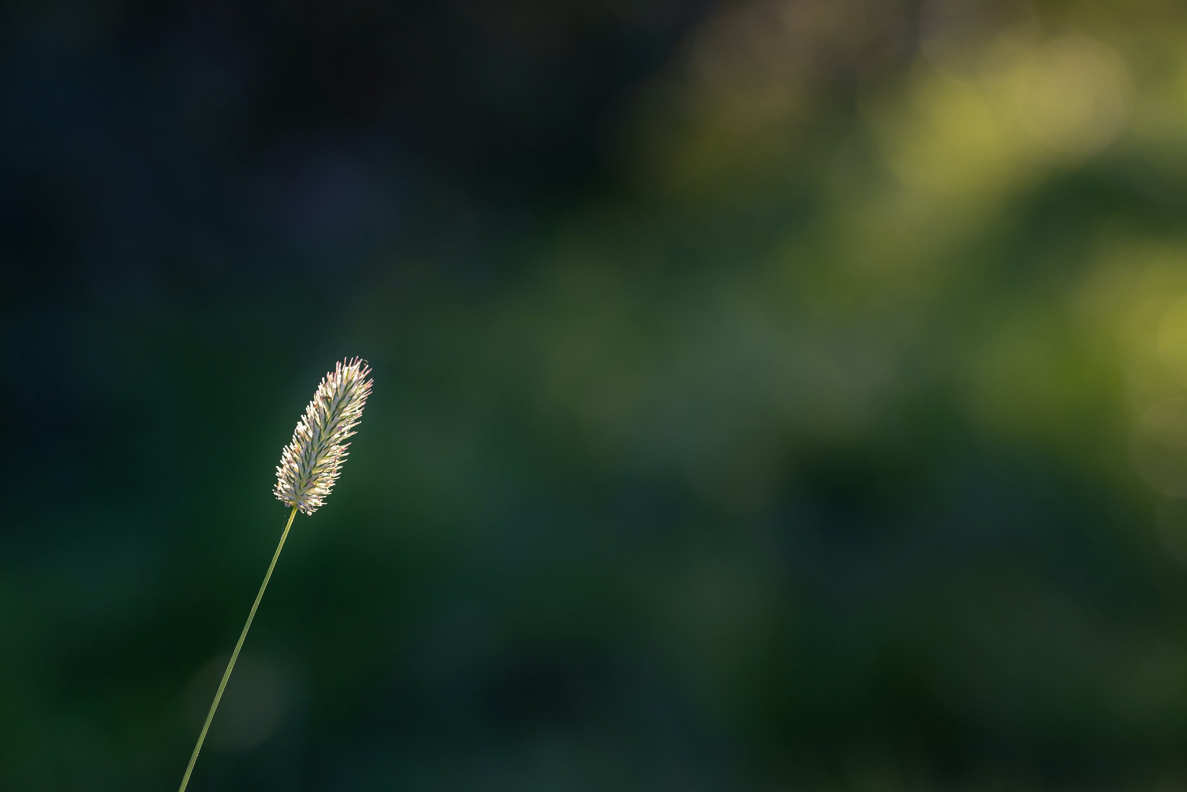 Pousse d'herbe focus flou