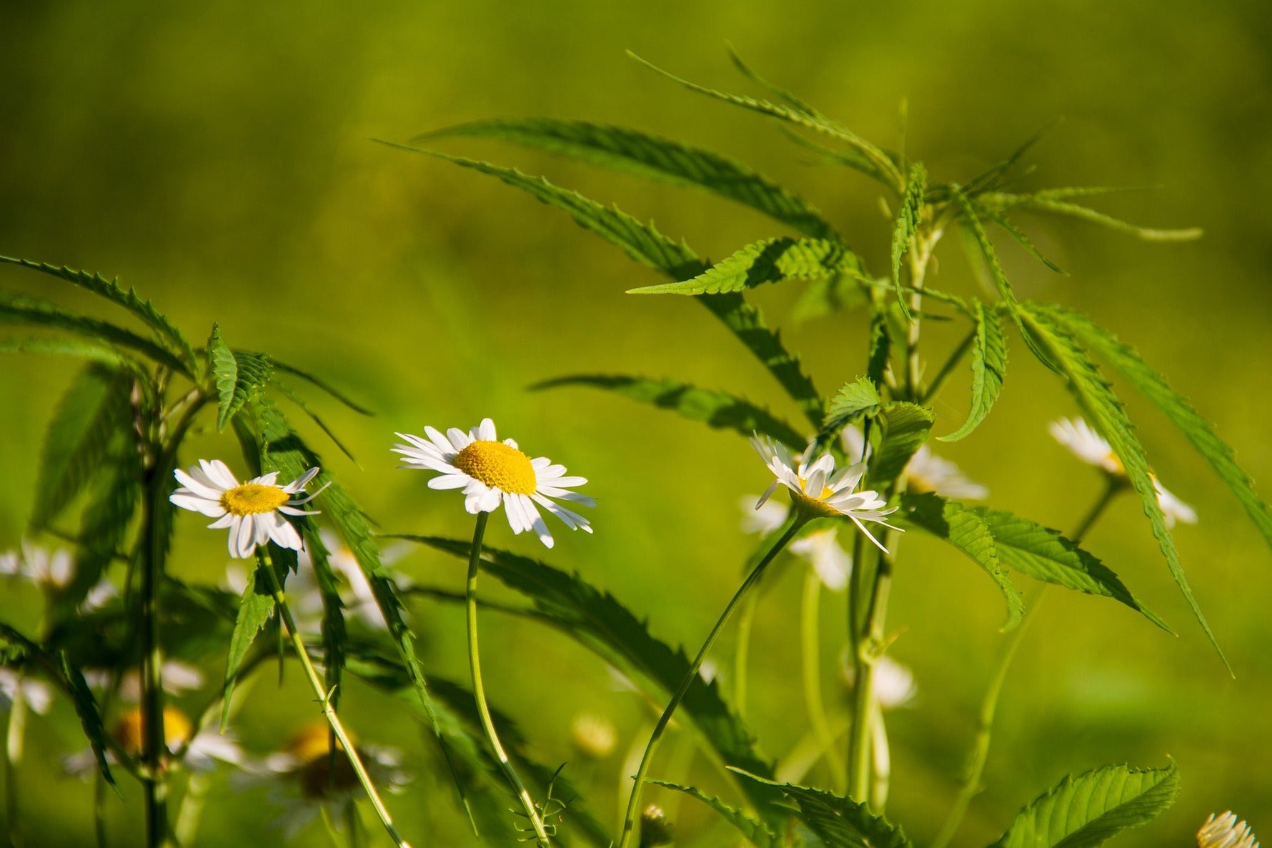 Chanvres et fleurs